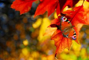 Još o jednakostraničnom trokutu